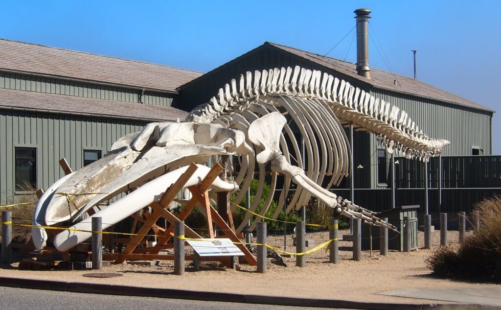 Blue whale skeleton at Seymour Marine Discovery Center / J. Maughn / Flickr
Link: https://flic.kr/p/fE5rFm