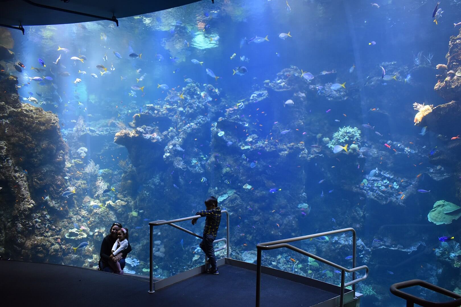 23 Aquariums In California Breathtaking Phenomenal And Mesmerizing