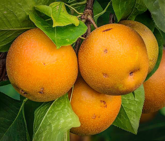 Asian Pears / Wikimedia Commons / PumpkinSky
Link: https://commons.wikimedia.org/wiki/File:Pyrus_pyrifolia_fruit_on_tree_PS_2z_LR.jpg