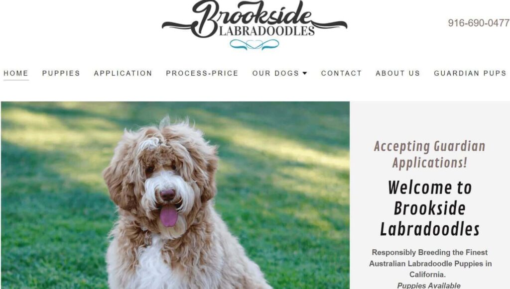 Homepage of Brookside Labradoodles / brooksidelabradoodles.com
Link:
https://brooksidelabradoodles.com/
