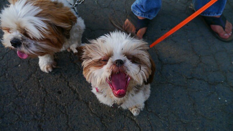 The development of socialization by California Shih Tzu / Flickr / sushiesque
Link:
https://www.flickr.com/photos/sushiesque/15073011160/