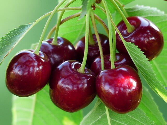 Cherries / Wikimedia Commons / Hans Braxmeier
Link: https://commons.wikimedia.org/wiki/File:Cherry_sweet_cherry_red_fruit_167341.jpg