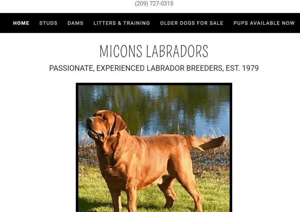 Homepage of Micons Labradors / miconslabradors.com
Link:
https://miconslabradors.com/