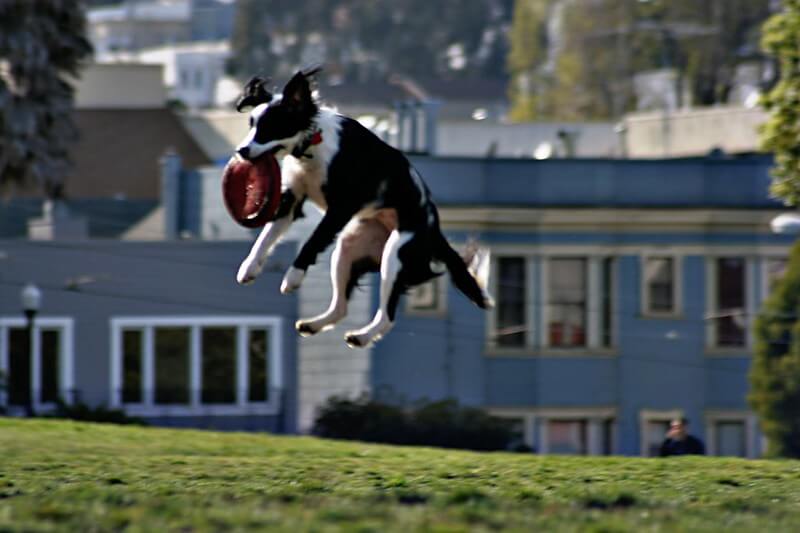 Dogs have great fun at Mission Dolores Dog Park / Flickr / Rumspringa
Link:
https://www.flickr.com/photos/rumspringa/443142941/