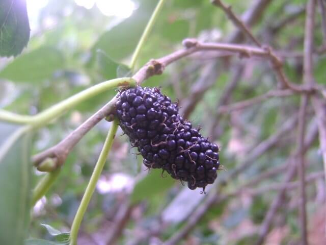 Mulberry / Wikimedia Commons / Ramjchandran
Link: https://commons.wikimedia.org/wiki/File:Mulberry_fruit2.jpg