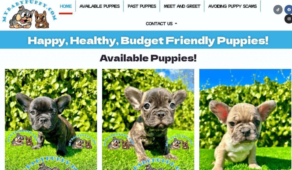 Homepage of My Baby Puppy / mybabypuppy.com
Link:
https://www.mybabypuppy.com/