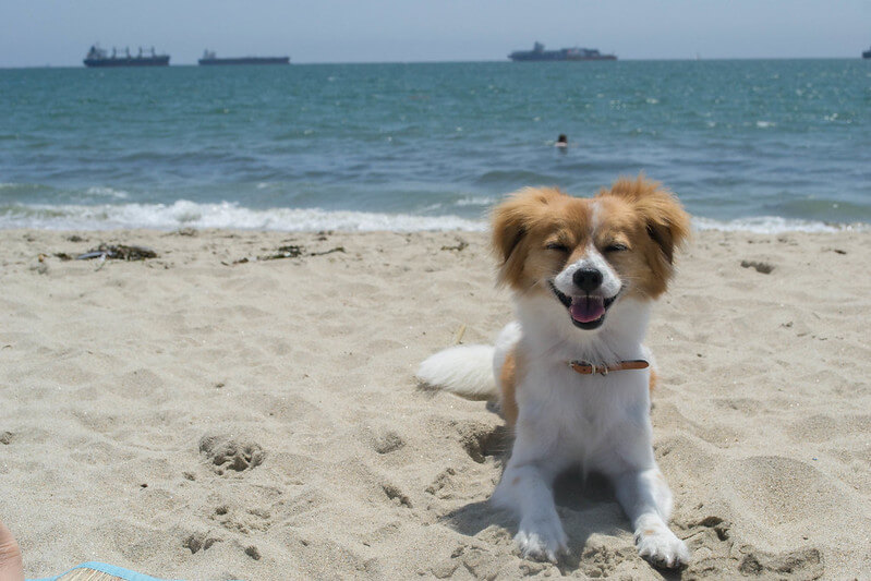 Happy faces at Rosie's Dog Beach / Flickr / Joyce Chew
Link:
https://www.flickr.com/photos/153794803@N05/28571240887/