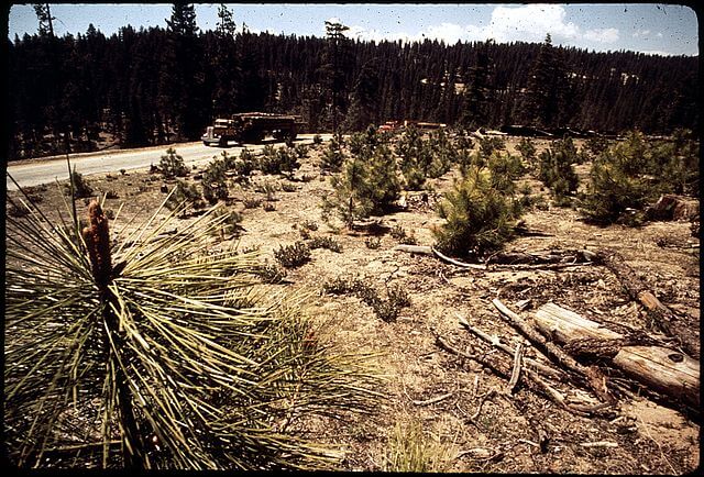 Sierra National Forest / Wikimedia Commons / Daniels, Gene
Link: https://commons.wikimedia.org/wiki/File:CALIFORNIA--SIERRA_NATIONAL_FOREST_-_NARA_-_542609.jpg