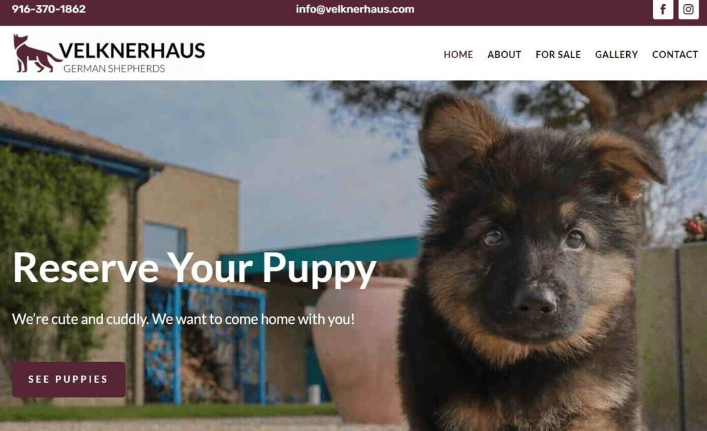 Homepage of Velknerhaus German Shepherds / velknerhaus.com
Link:
https://www.velknerhaus.com/