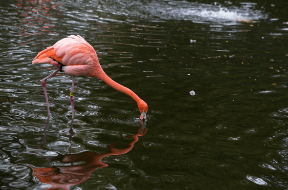 Flamingo at Sacramento Zoo / Flickr / Vicky Thompson
Link: https://flic.kr/p/HN6Zxk