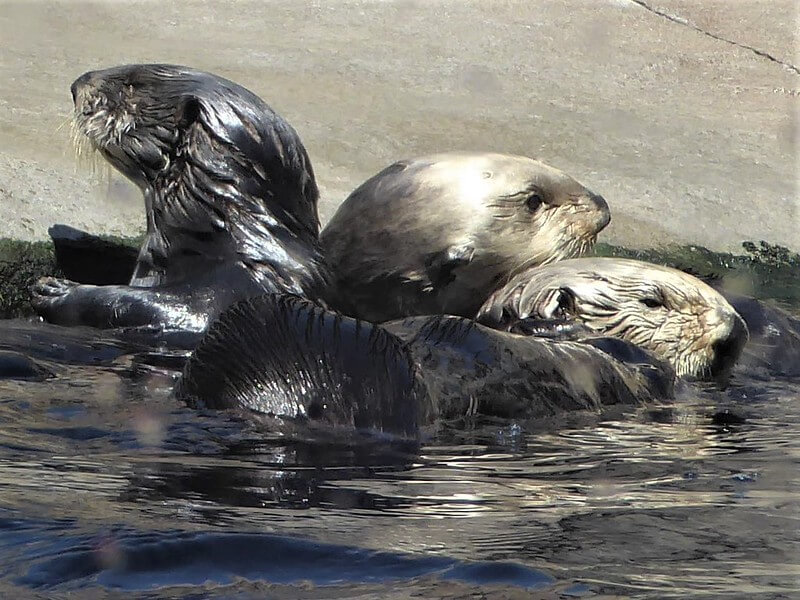 Cute sea otters at Monterey Bay Aquarium  / Flickr 
https://flic.kr/p/2iDyZV9