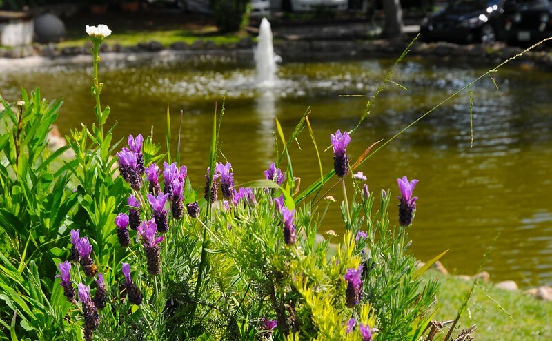 Beautiful flowers and lake at Ventana Vineyards / Flickr 
https://flic.kr/p/mYAixK