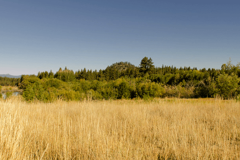 View at the Sierra Meadows / Flickr / rschnaible (Off for Holiday)
Link: https://flic.kr/p/pfGwVS