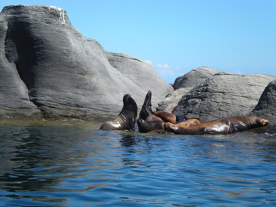 Sea lions at Loreto Bay National Park / Wikipedia / Josephwaynebarrett https://en.wikipedia.org/wiki/Bah%C3%ADa_de_Loreto_National_Park#/media/File:Leones_Marinos_en_Isla_Coronado,_Loreto,_Baja_california_Sur.jpg
