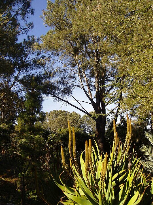 View of San Diego Botanical gardens / Wikipedia / Daderot https://en.wikipedia.org/wiki/San_Diego_Botanic_Garden#/media/File:Quail_Botanical_Gardens_-_general_view.JPG
