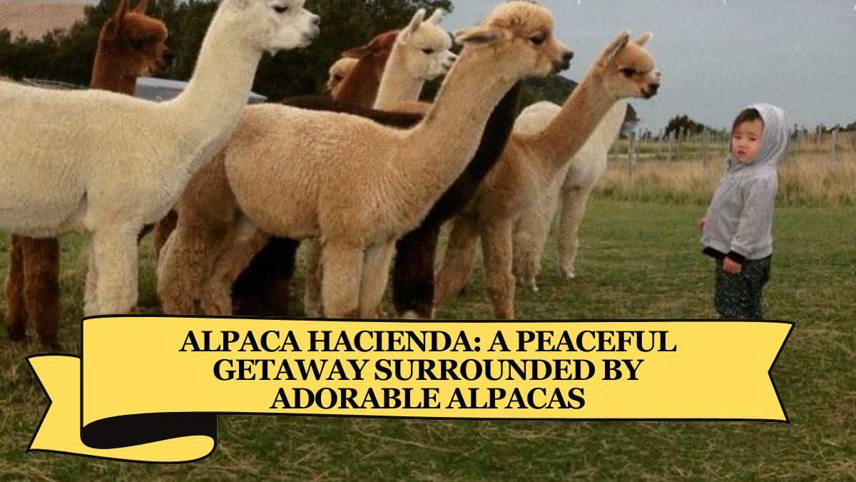 Alpaca Hacienda: A Peaceful Getaway Surrounded by Adorable Alpacas