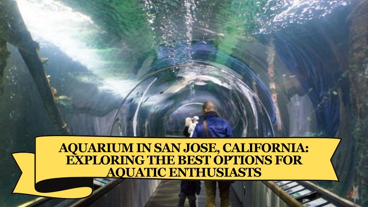 Aquarium in San Jose, California Exploring the Best Options for Aquatic Enthusiasts