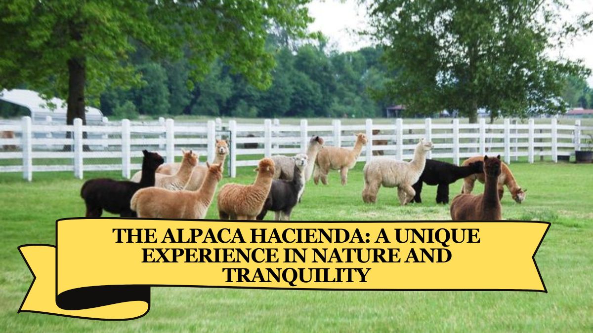 The Alpaca Hacienda: A Unique Experience in Nature and Tranquility