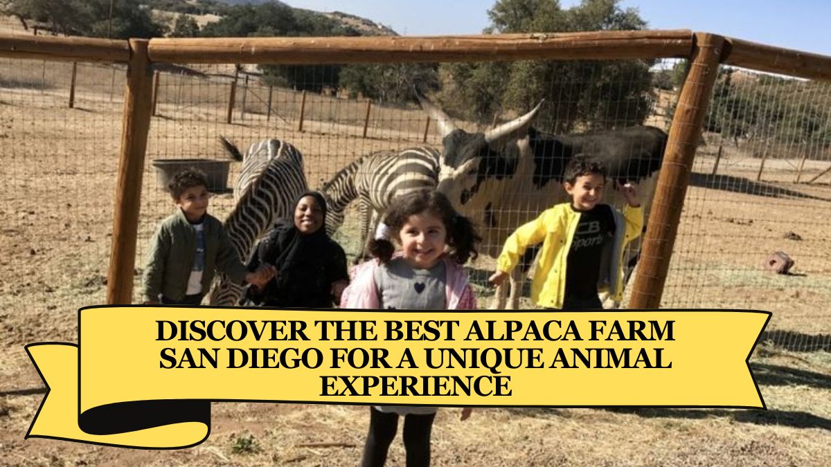 Discover the Best Alpaca Farm San Diego for a Unique Animal Experience