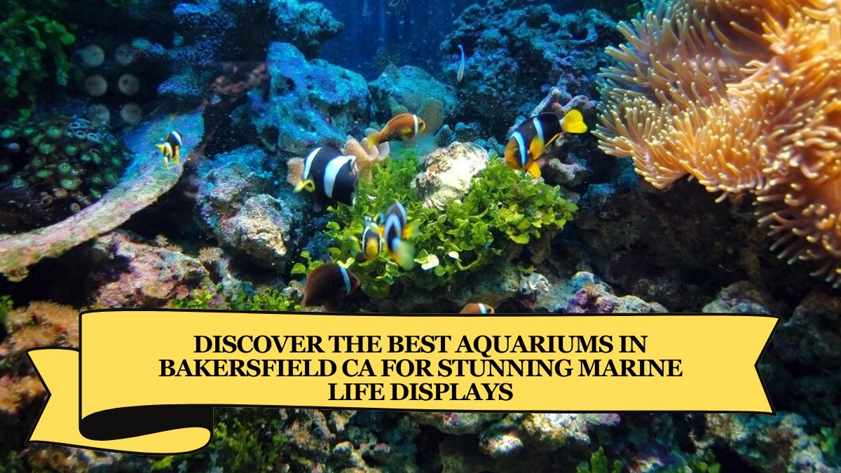 Discover the Best Aquariums in Bakersfield CA for Stunning Marine Life Displays