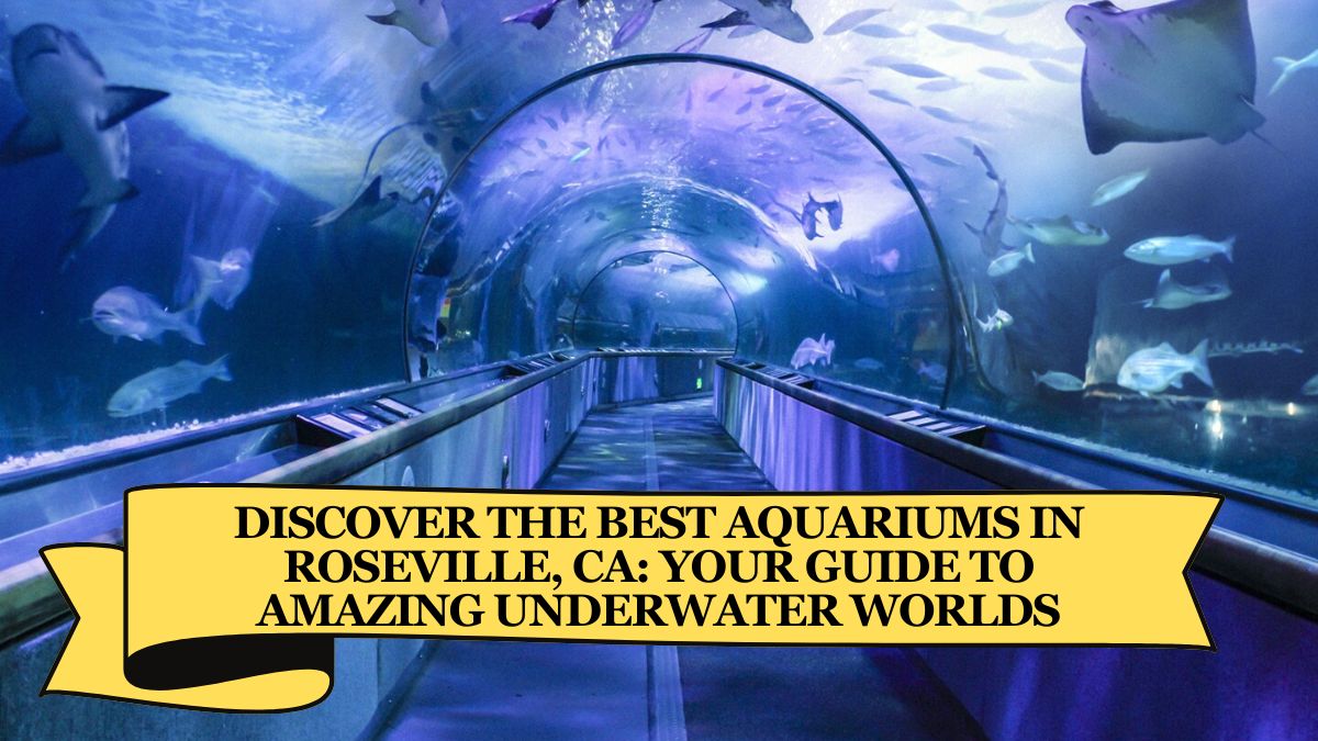 Discover the Best Aquariums in Roseville, CA Your Guide to Amazing Underwater Worlds