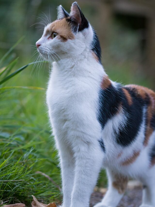 calico cat