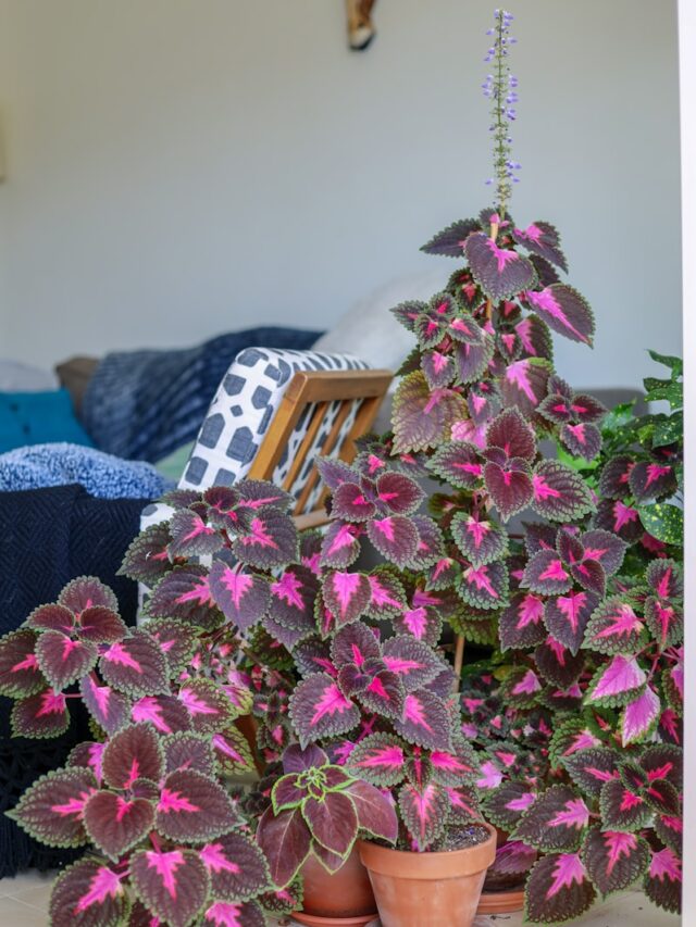 pink and green flower plant