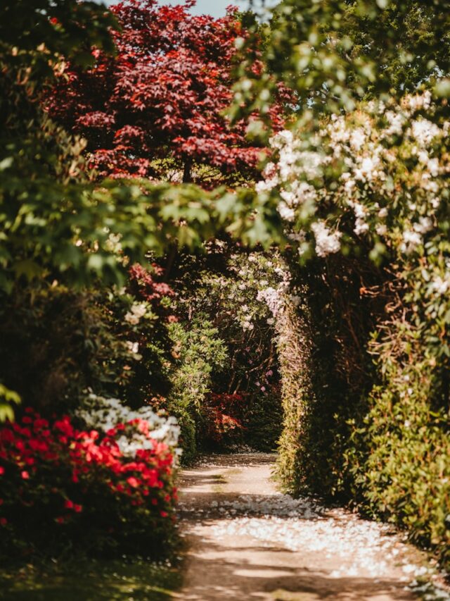 red and white flower field and brown dirt road during daytime