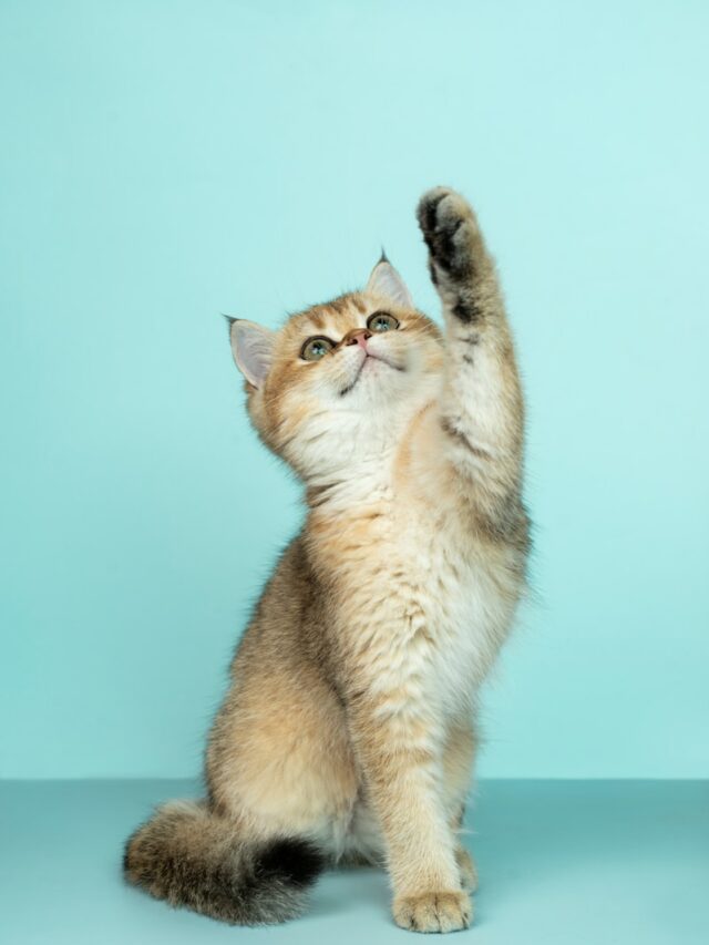 white and brown long fur cat